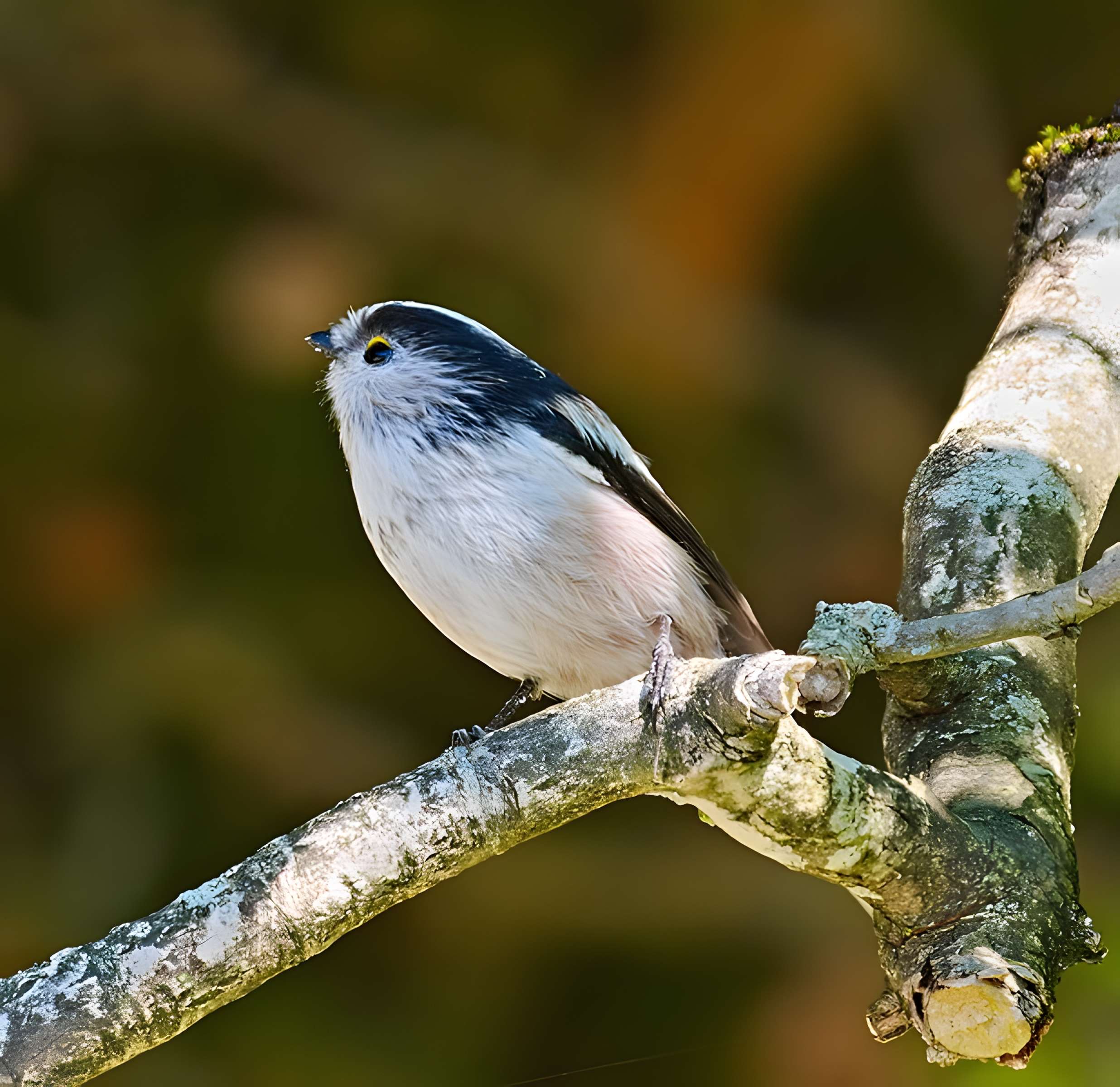 Villages palafittes du lac Chalain