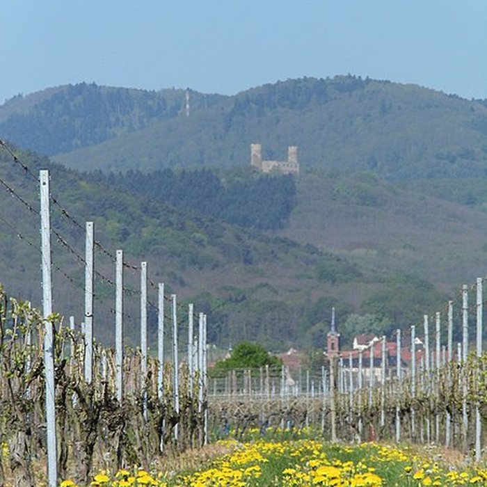 Photo de Ruines du château Haut-Andlau