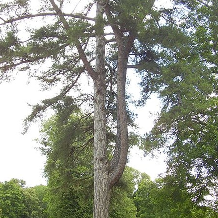 Photo de Abbaye de Jumièges