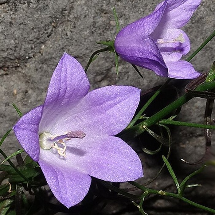 Photo de Château dAnnecy