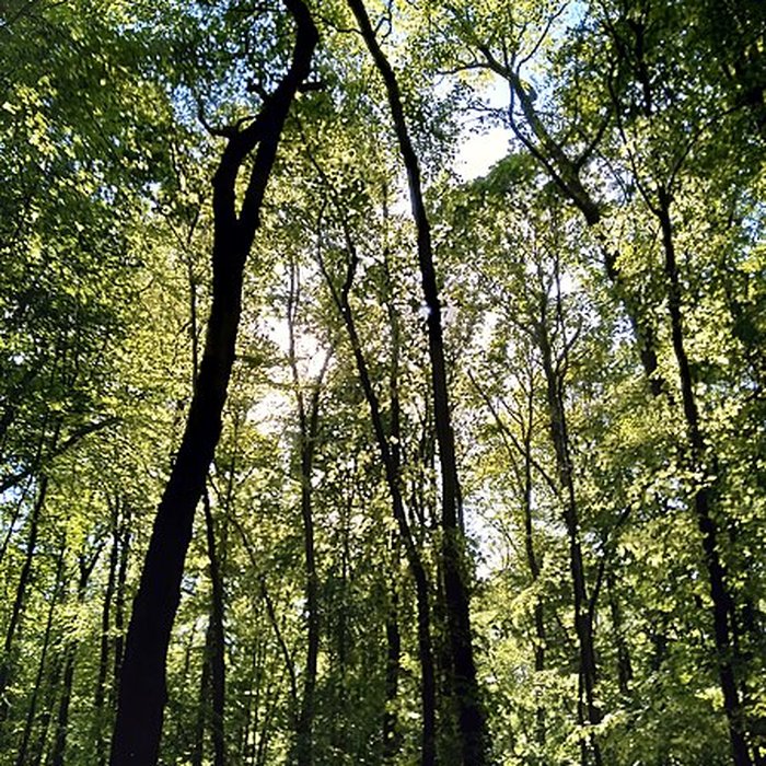 Photo de Château de la Mesnerie