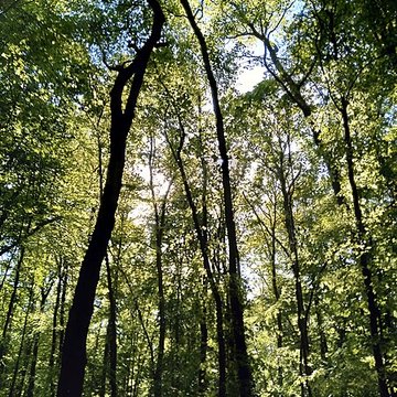 Château de la Mesnerie