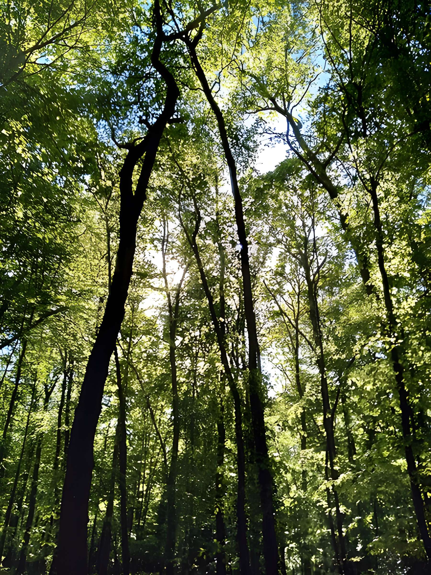 Château de la Mesnerie