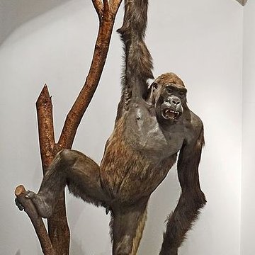 Immeuble dit le Temple du Goût