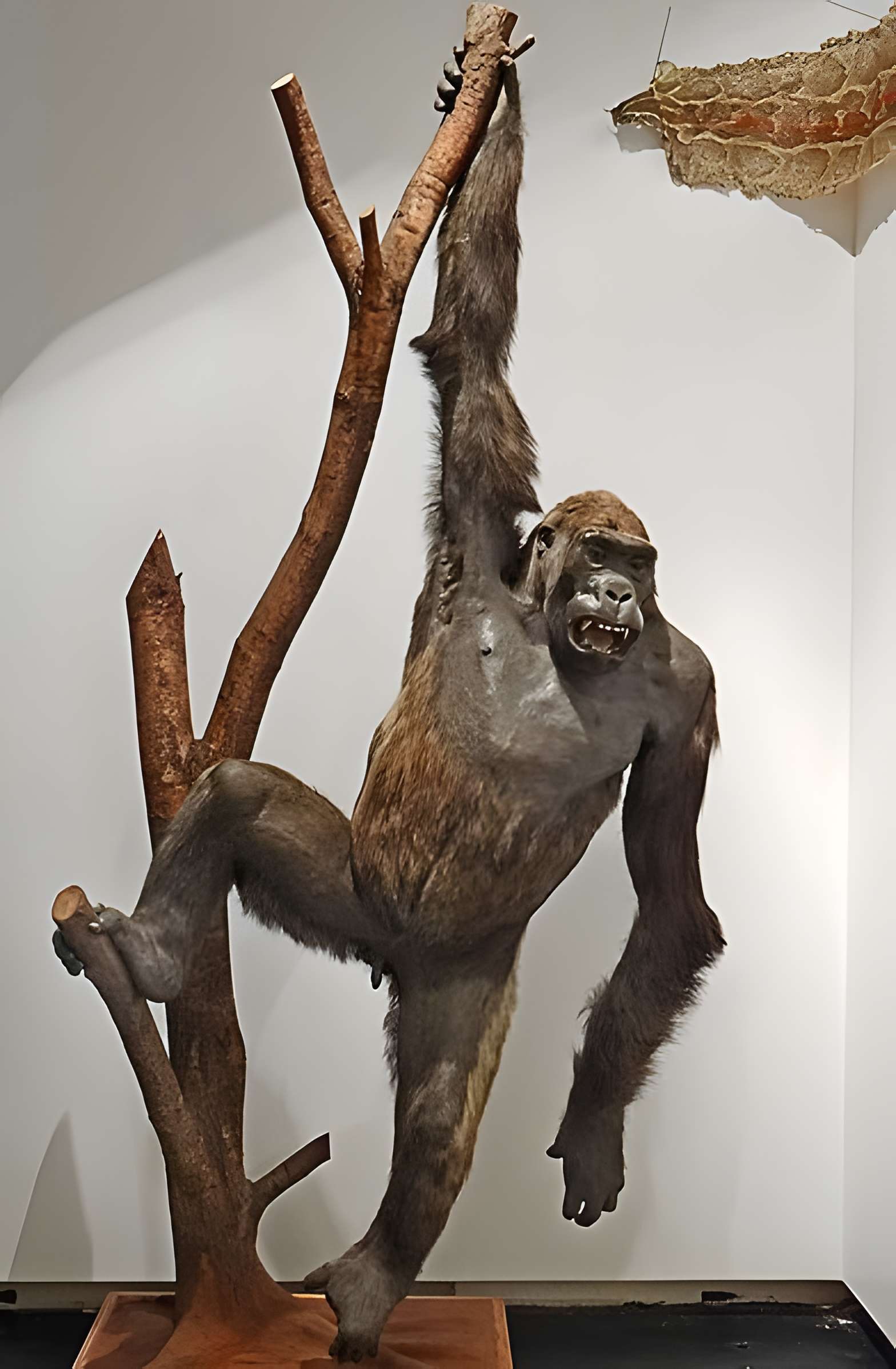 Immeuble dit le Temple du Goût