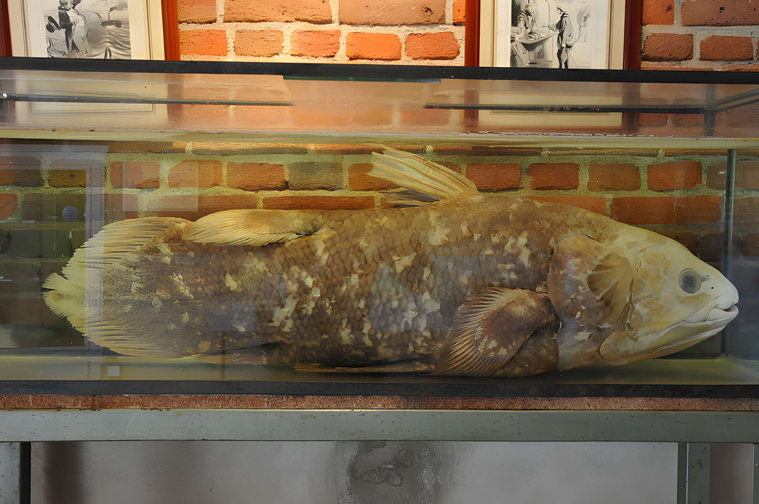 Château de la Bussière, actuellement musée de la Pêche