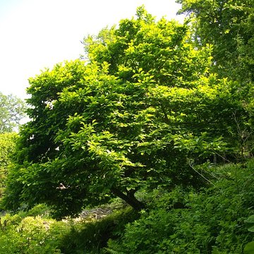 Parc floral de la Source