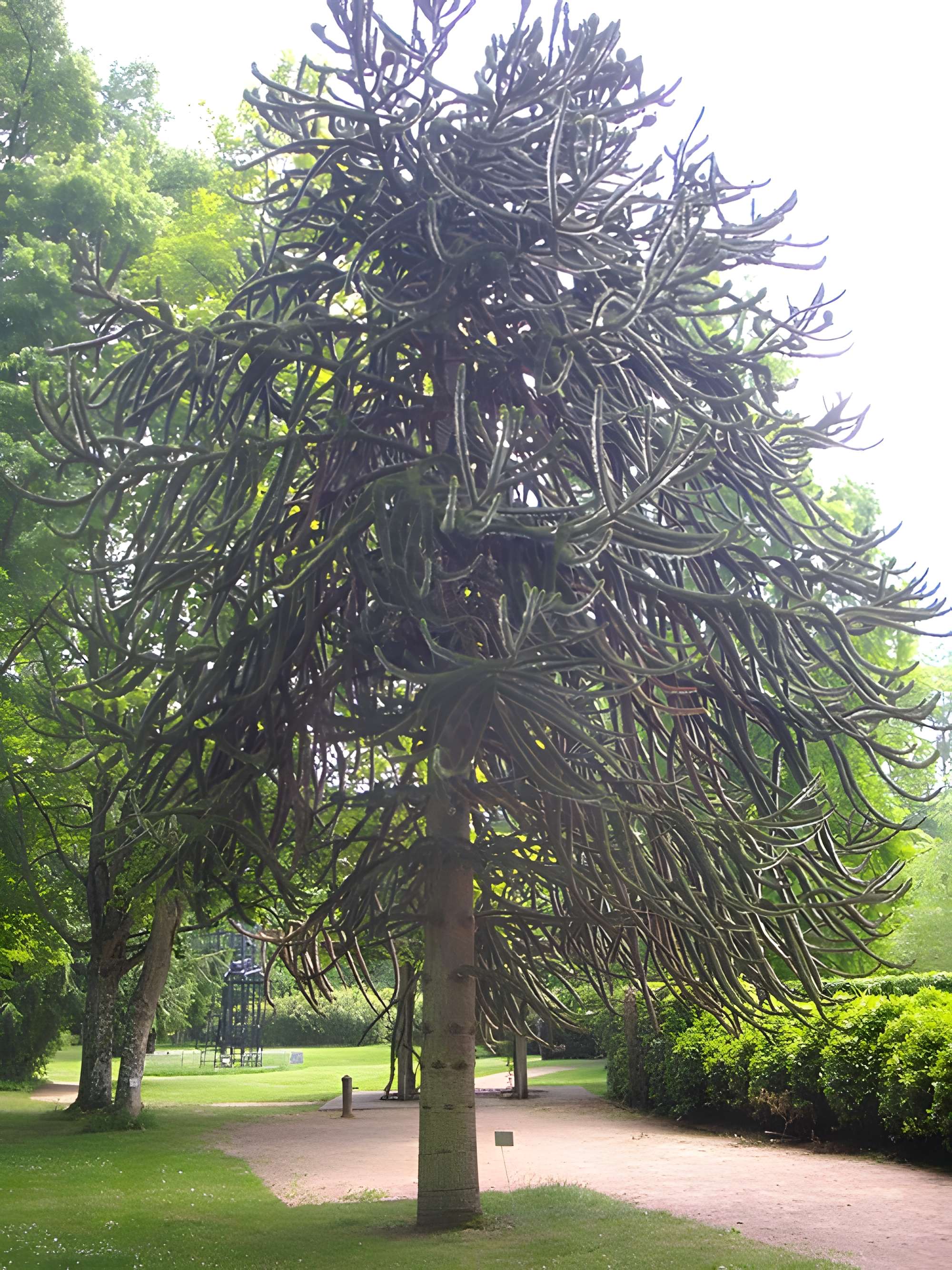 Parc floral de la Source