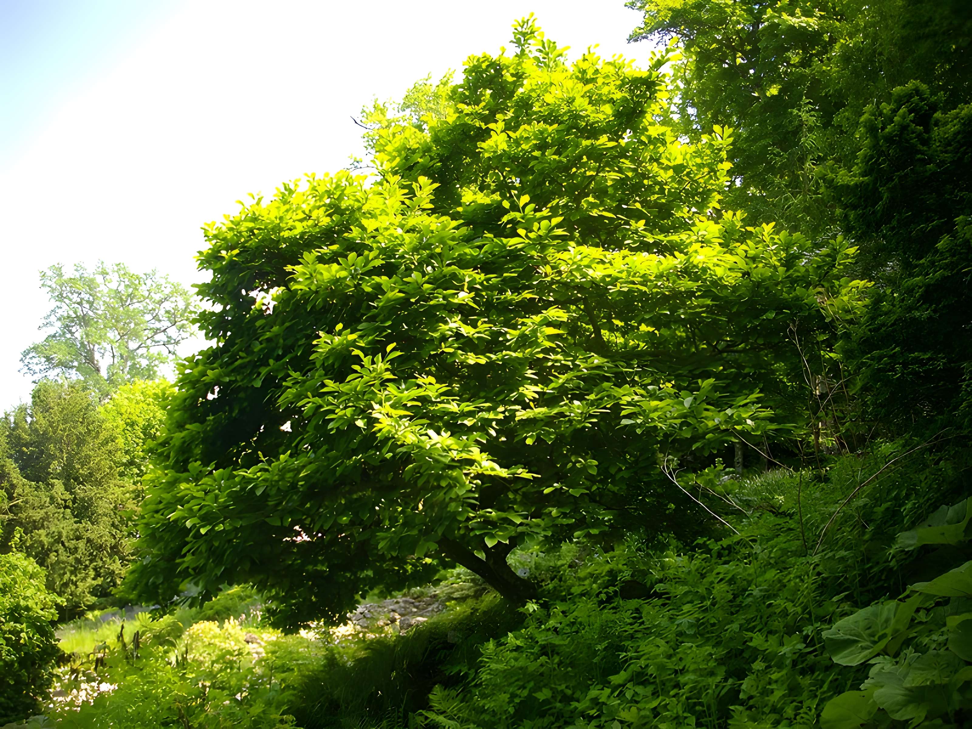 Parc floral de la Source