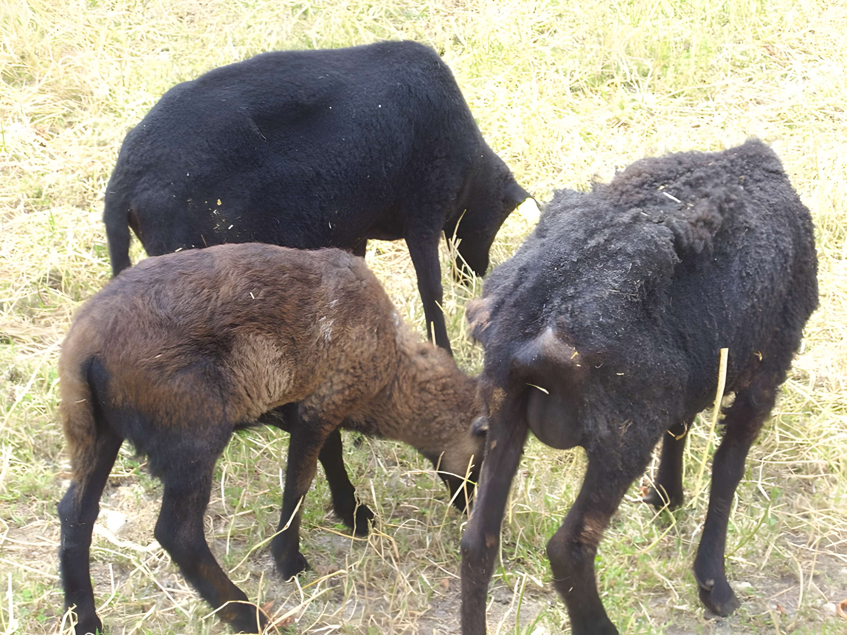 Parc floral de la Source