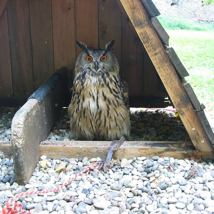 Photo de Château dArlay