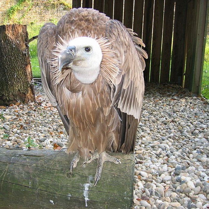 Photo de Château dArlay