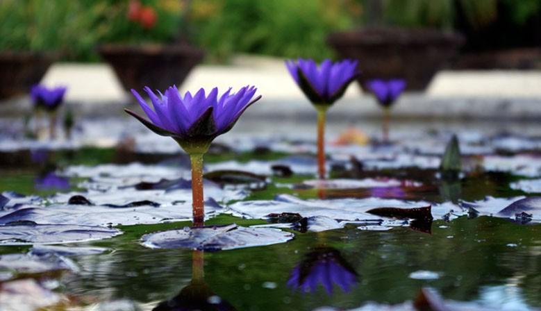 Photo de Domaine Latour-Marliac
