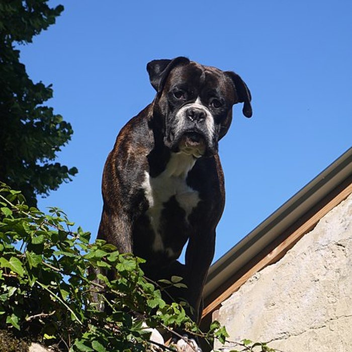 Photo de Château de Montreuil