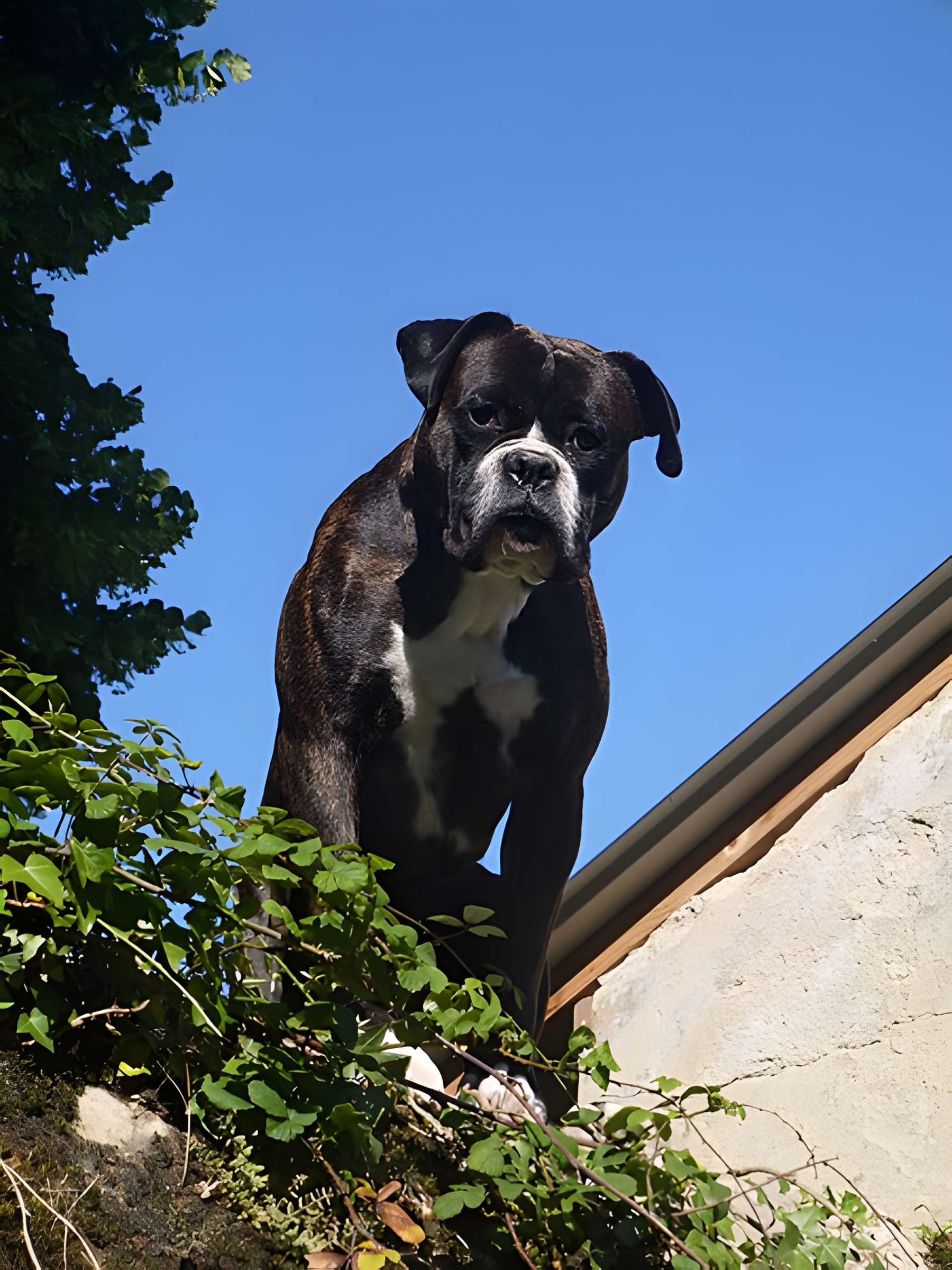 Château de Montreuil