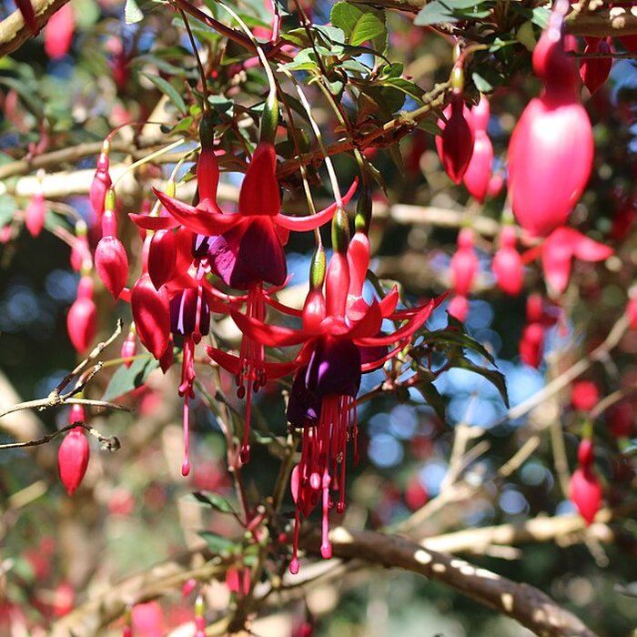 Photo de Jardin botanique de la Roche Fauconnière