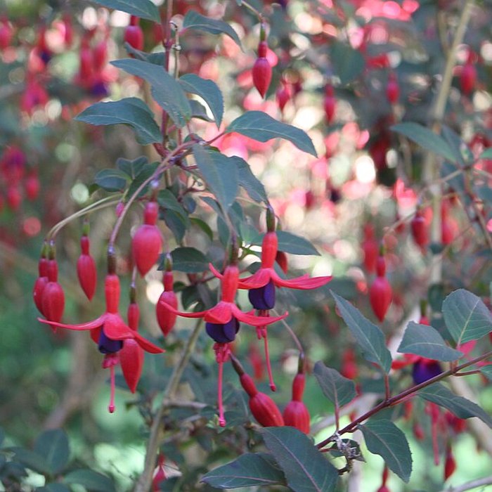 Photo de Jardin botanique de la Roche Fauconnière