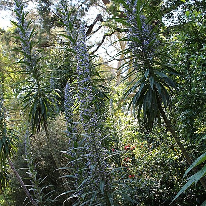 Photo de Jardin botanique de la Roche Fauconnière