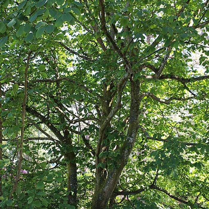 Photo de Jardin botanique de la Roche Fauconnière