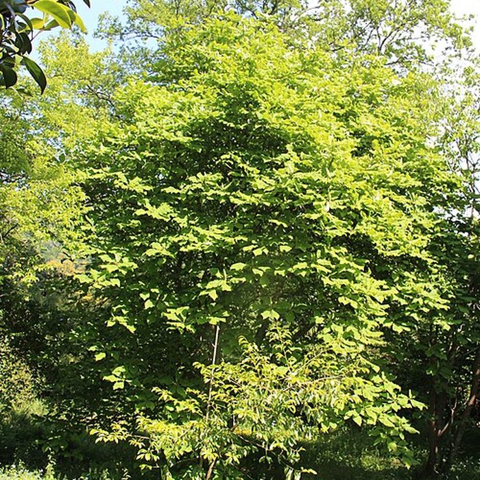 Photo de Jardin botanique de la Roche Fauconnière