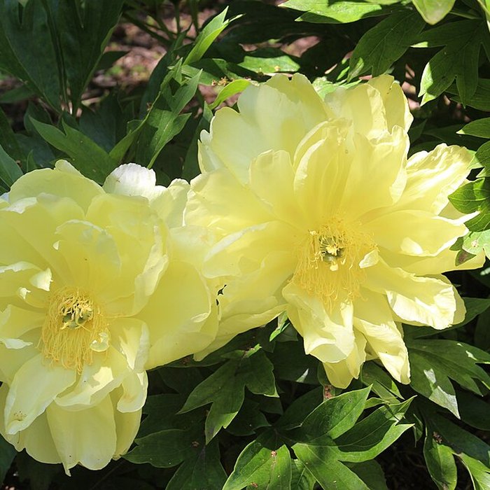 Photo de Jardin botanique de la Roche Fauconnière