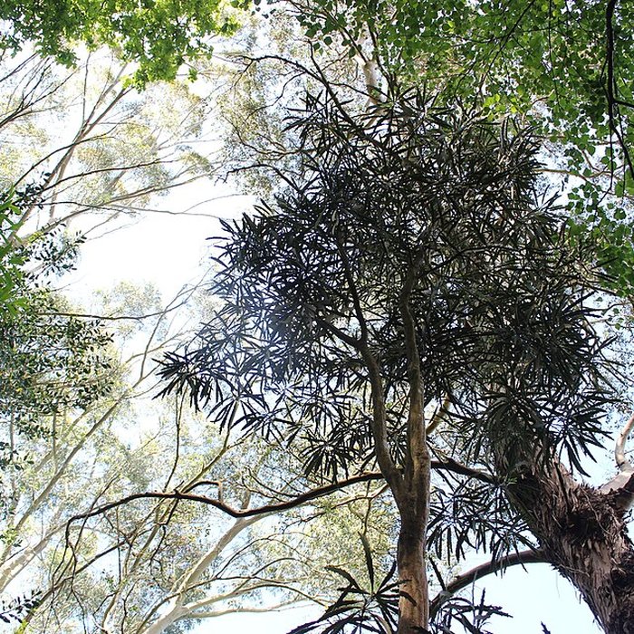 Photo de Jardin botanique de la Roche Fauconnière