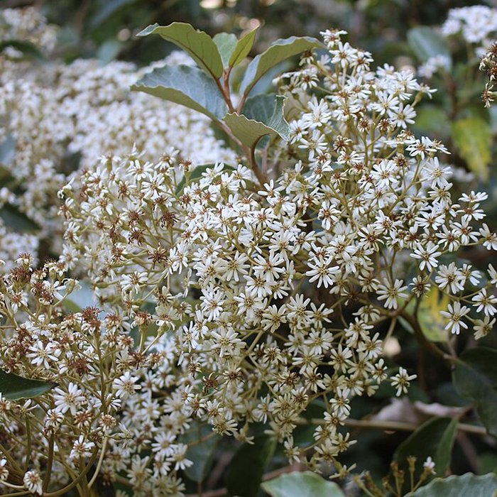 Photo de Jardin botanique de la Roche Fauconnière