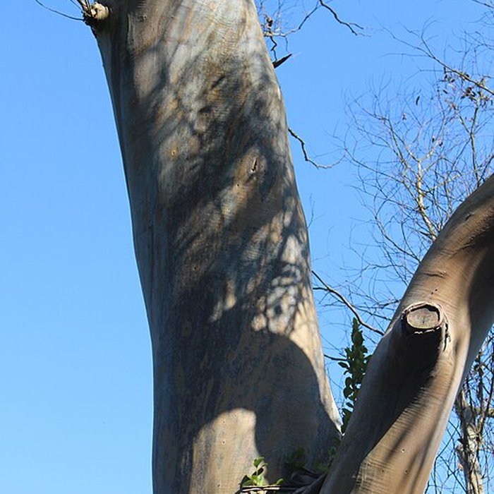 Photo de Jardin botanique de la Roche Fauconnière