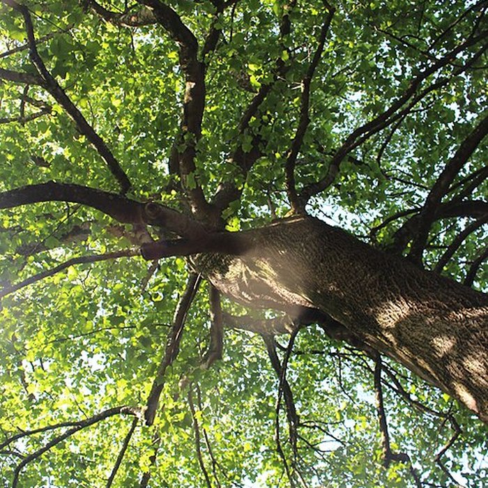 Photo de Jardin botanique de la Roche Fauconnière
