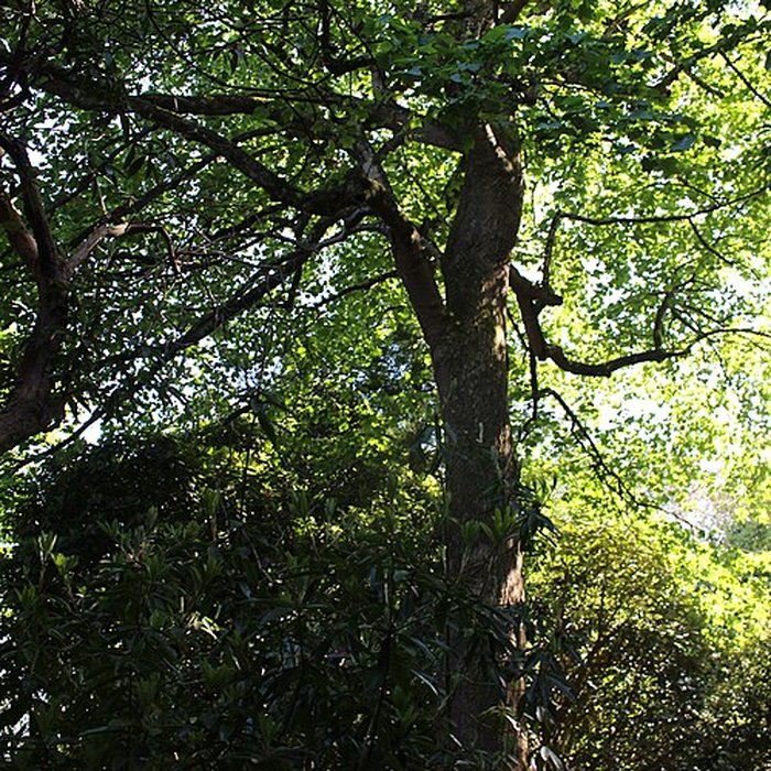 Photo de Jardin botanique de la Roche Fauconnière