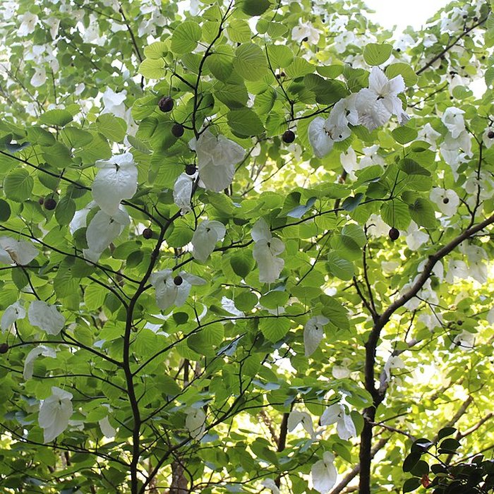 Photo de Jardin botanique de la Roche Fauconnière