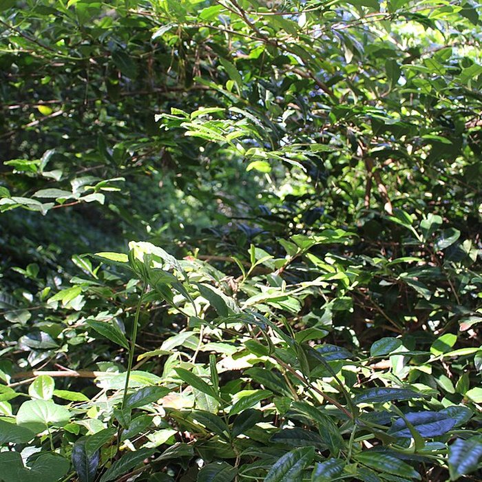 Photo de Jardin botanique de la Roche Fauconnière