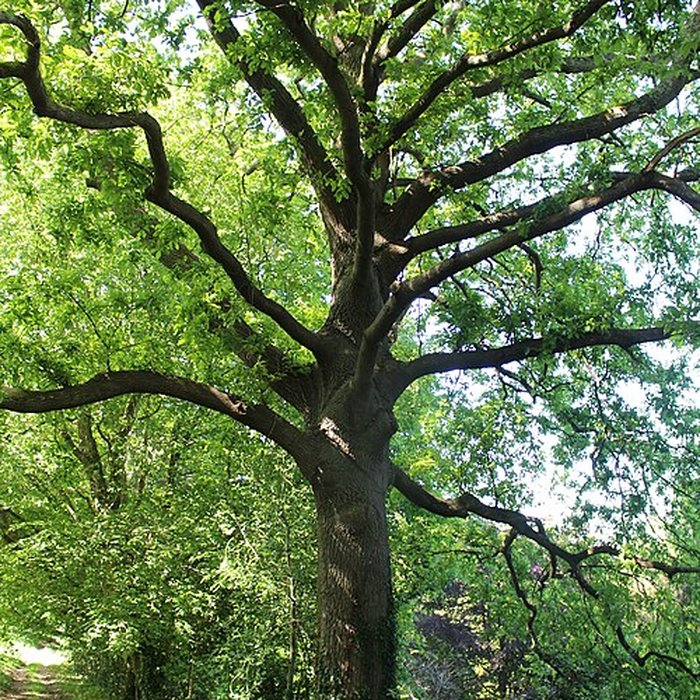 Photo de Jardin botanique de la Roche Fauconnière