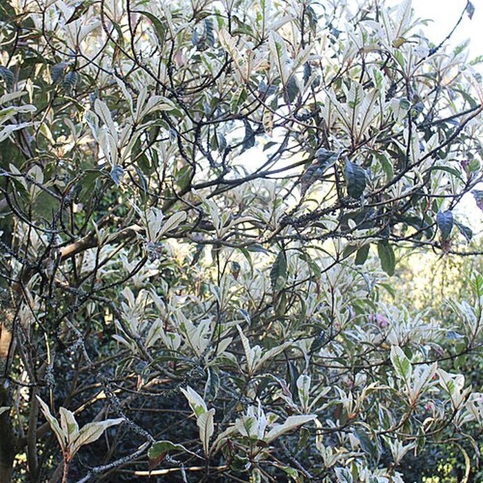 Photo de Jardin botanique de la Roche Fauconnière