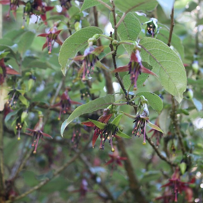 Photo de Jardin botanique de la Roche Fauconnière