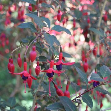 Jardin botanique de la Roche Fauconnière