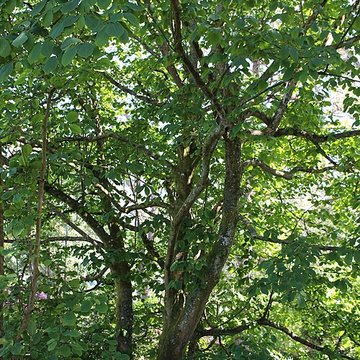 Jardin botanique de la Roche Fauconnière