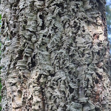 Jardin botanique de la Roche Fauconnière