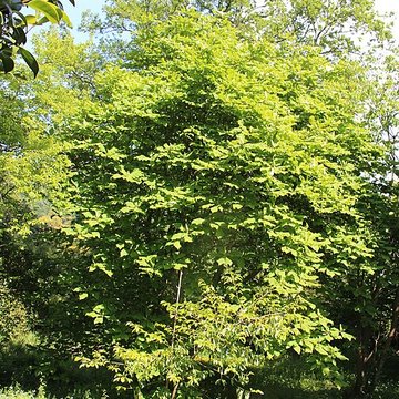 Jardin botanique de la Roche Fauconnière
