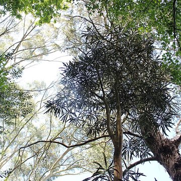 Jardin botanique de la Roche Fauconnière