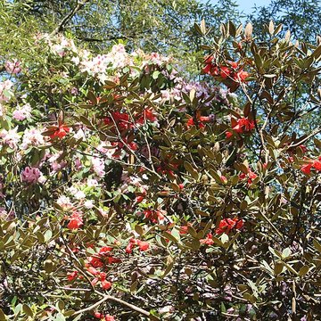 Jardin botanique de la Roche Fauconnière
