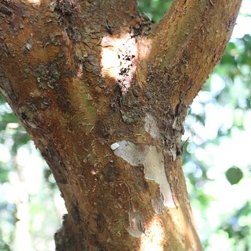 Jardin botanique de la Roche Fauconnière