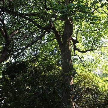 Jardin botanique de la Roche Fauconnière