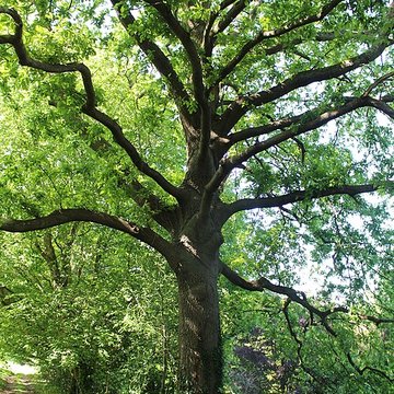 Jardin botanique de la Roche Fauconnière