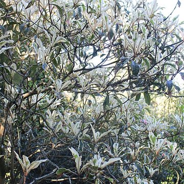 Jardin botanique de la Roche Fauconnière