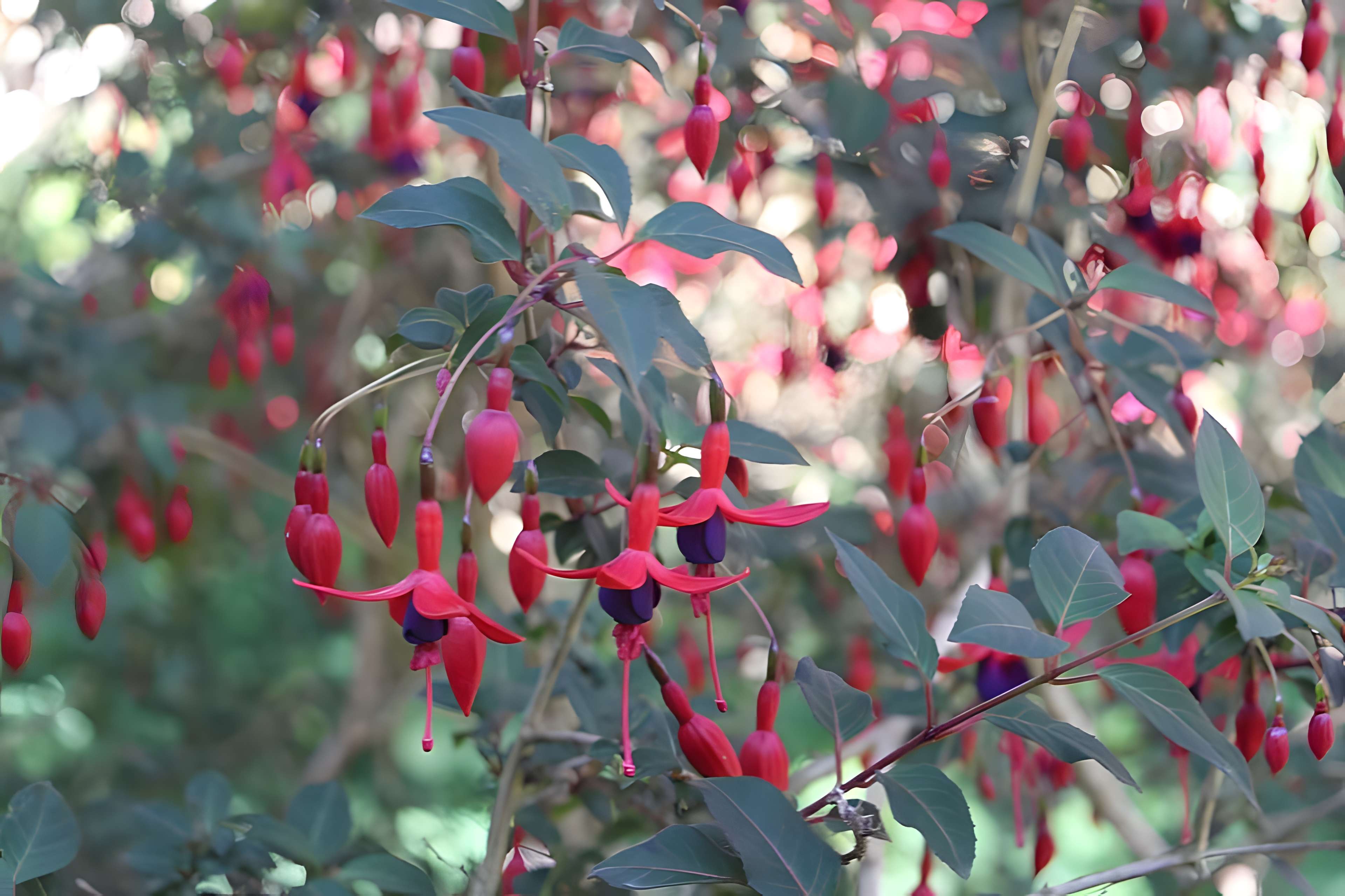 Jardin botanique de la Roche Fauconnière