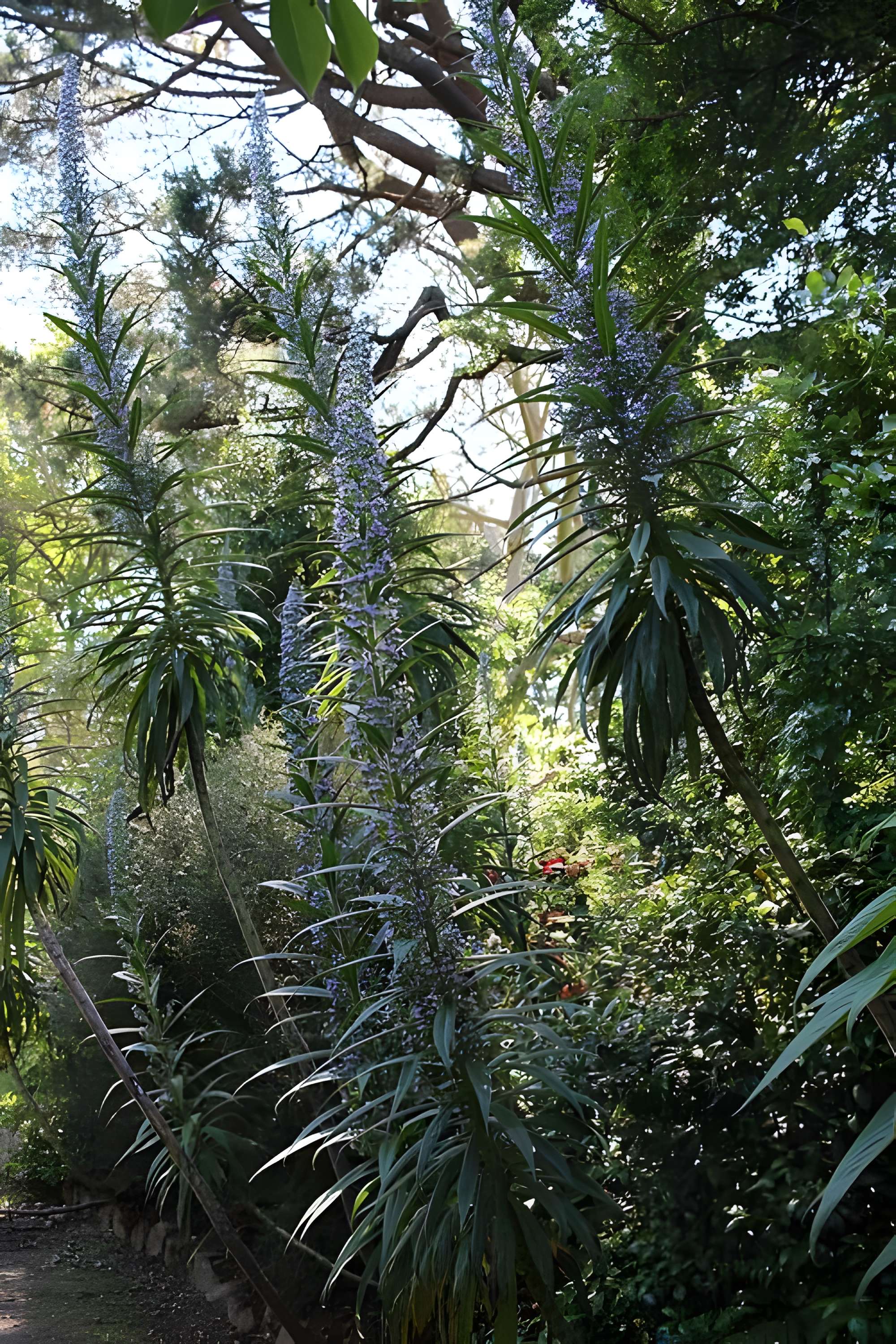 Jardin botanique de la Roche Fauconnière