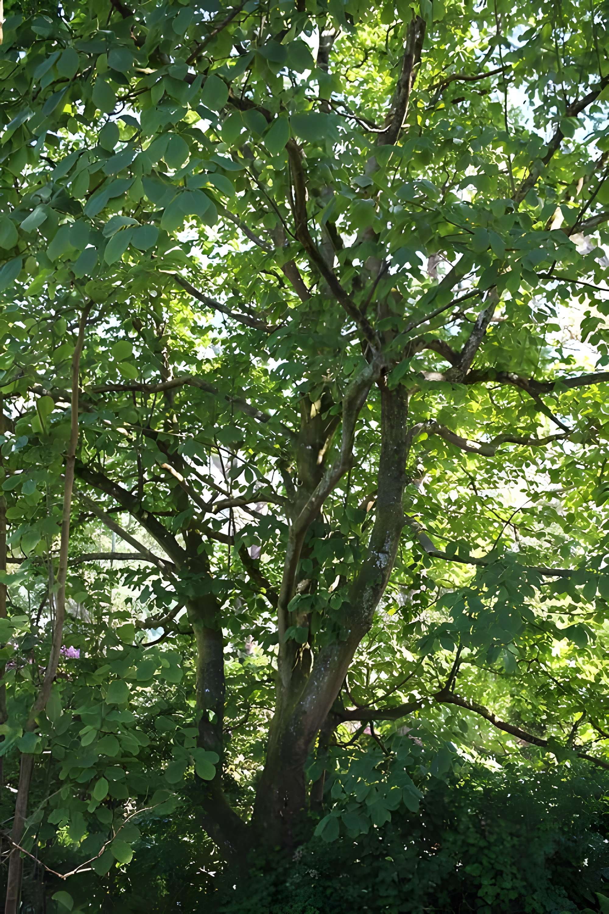 Jardin botanique de la Roche Fauconnière