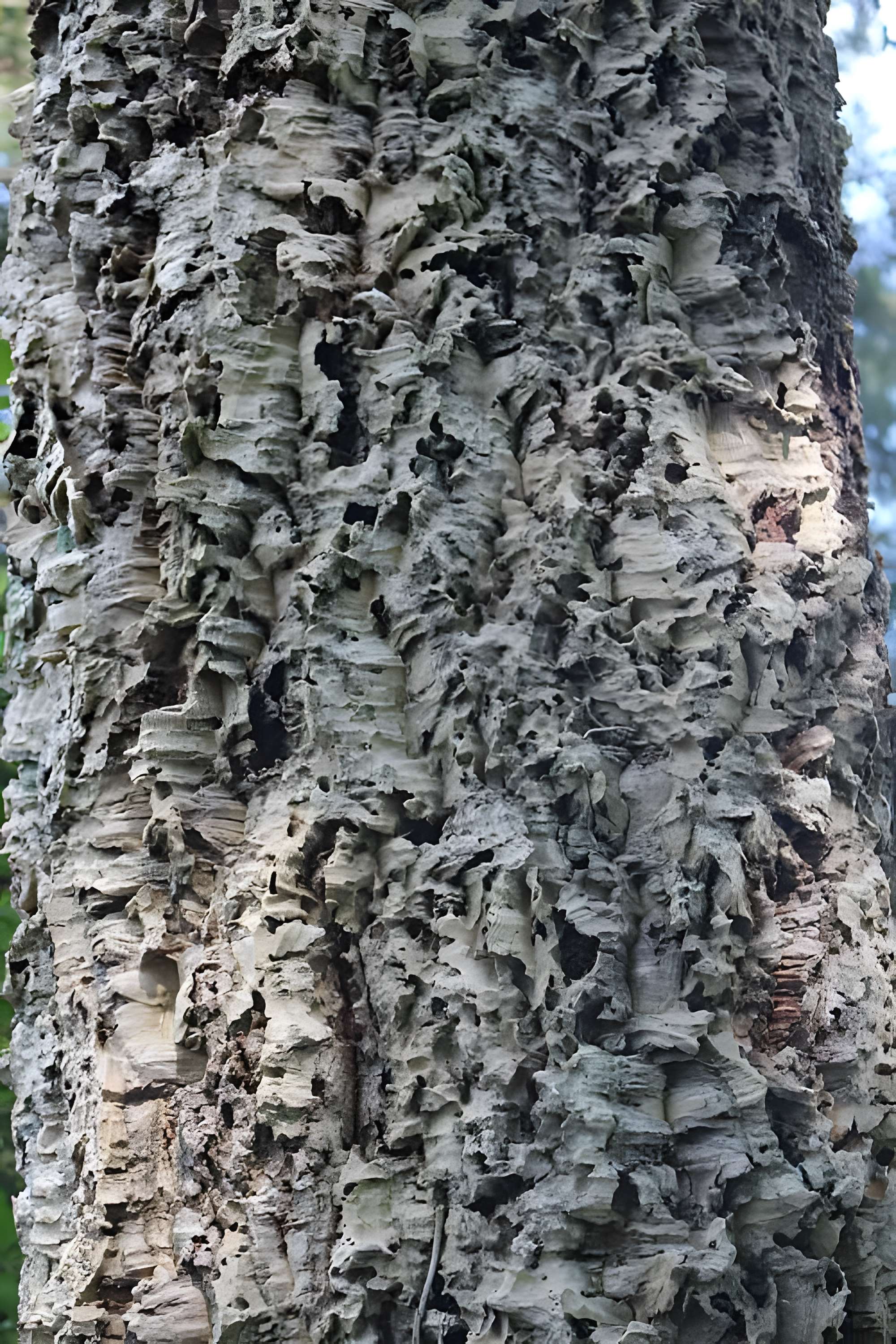 Jardin botanique de la Roche Fauconnière