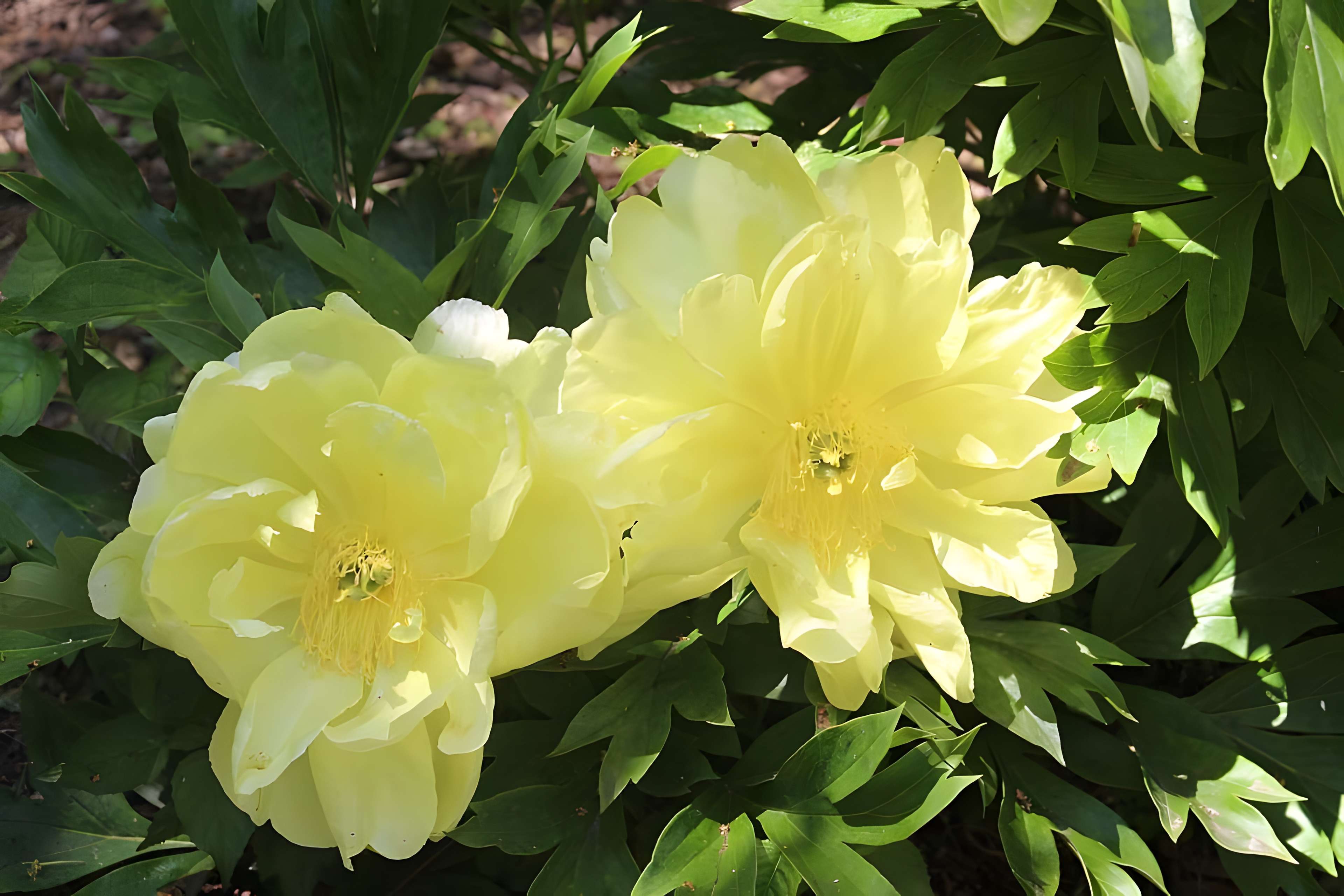 Jardin botanique de la Roche Fauconnière